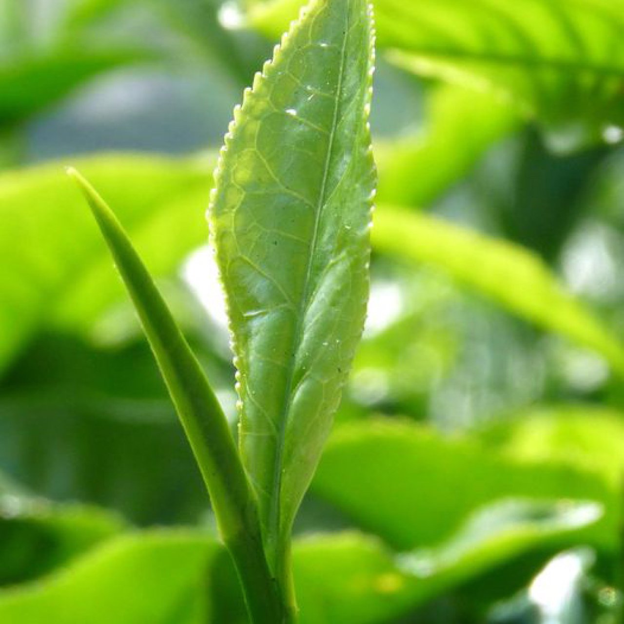 Theeblad met cafeïne