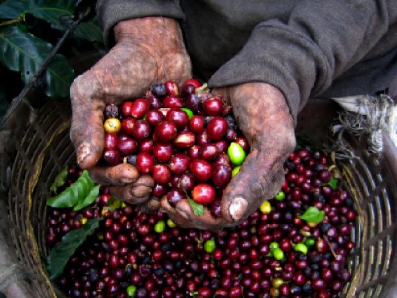 biologische koffiebonen op milieuvriendelijke manier verbouwd