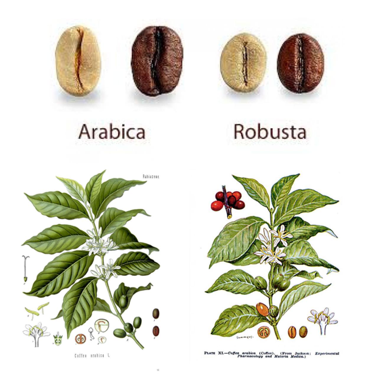 arabica versus robusta