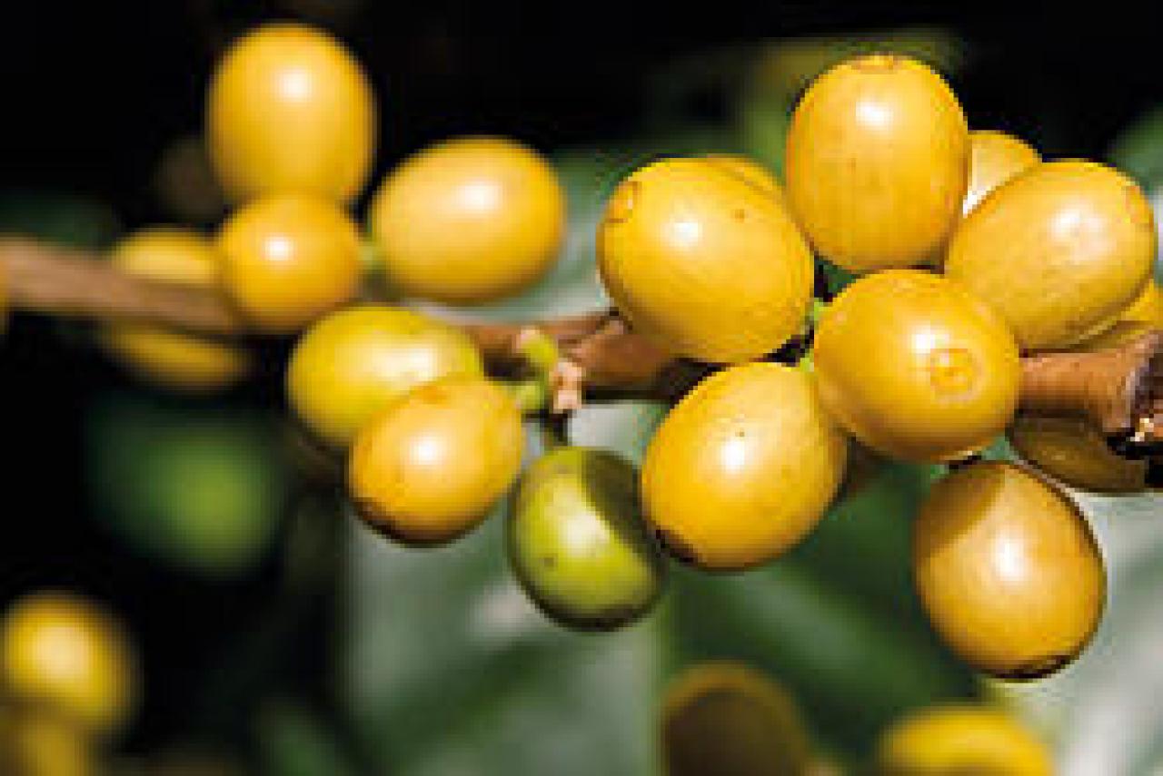 Brasil Yellow Bourbon bes