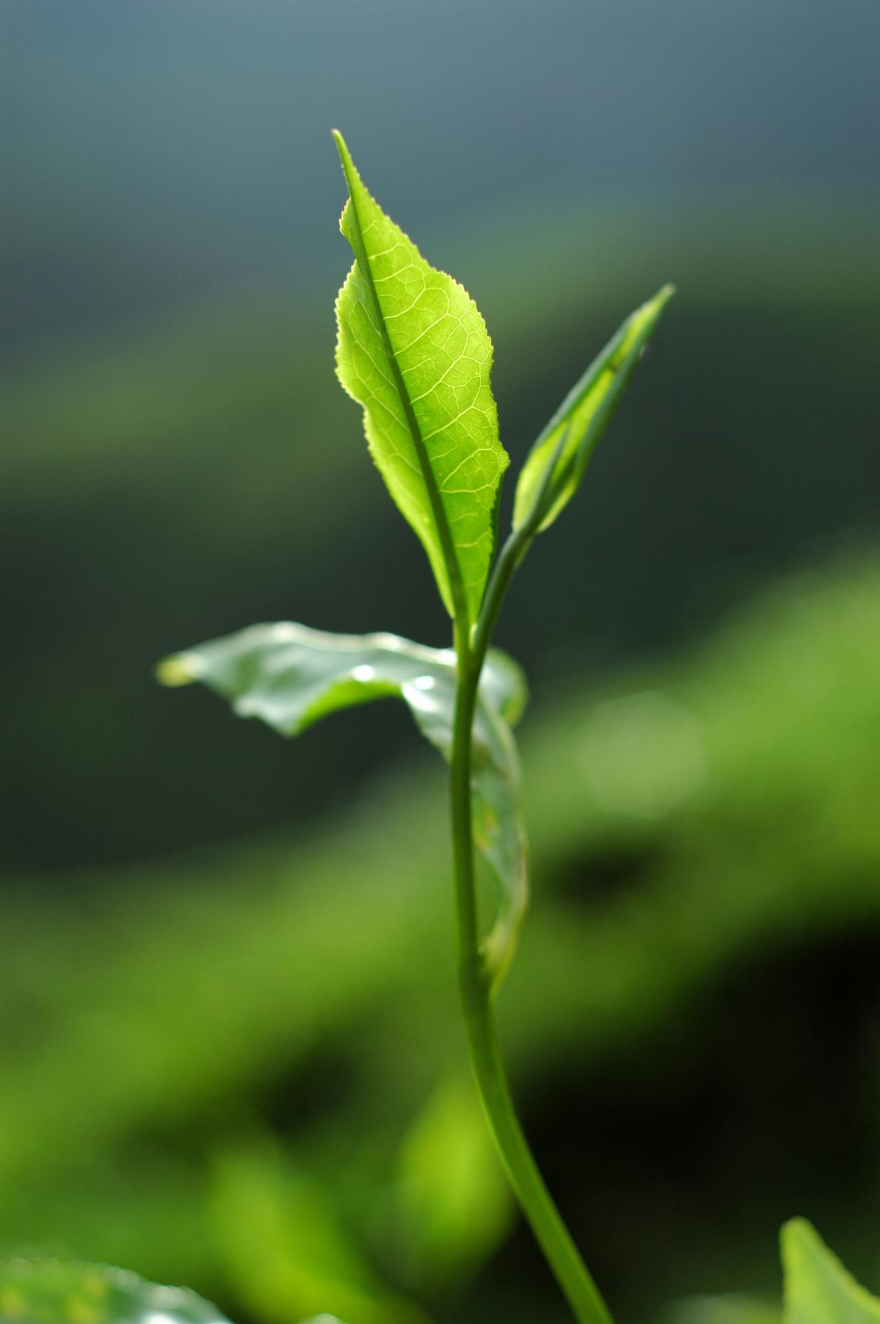 Theeplant Camellia sinensis