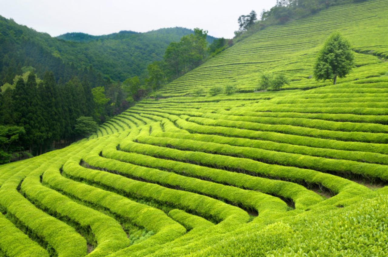 Groene thee plantage