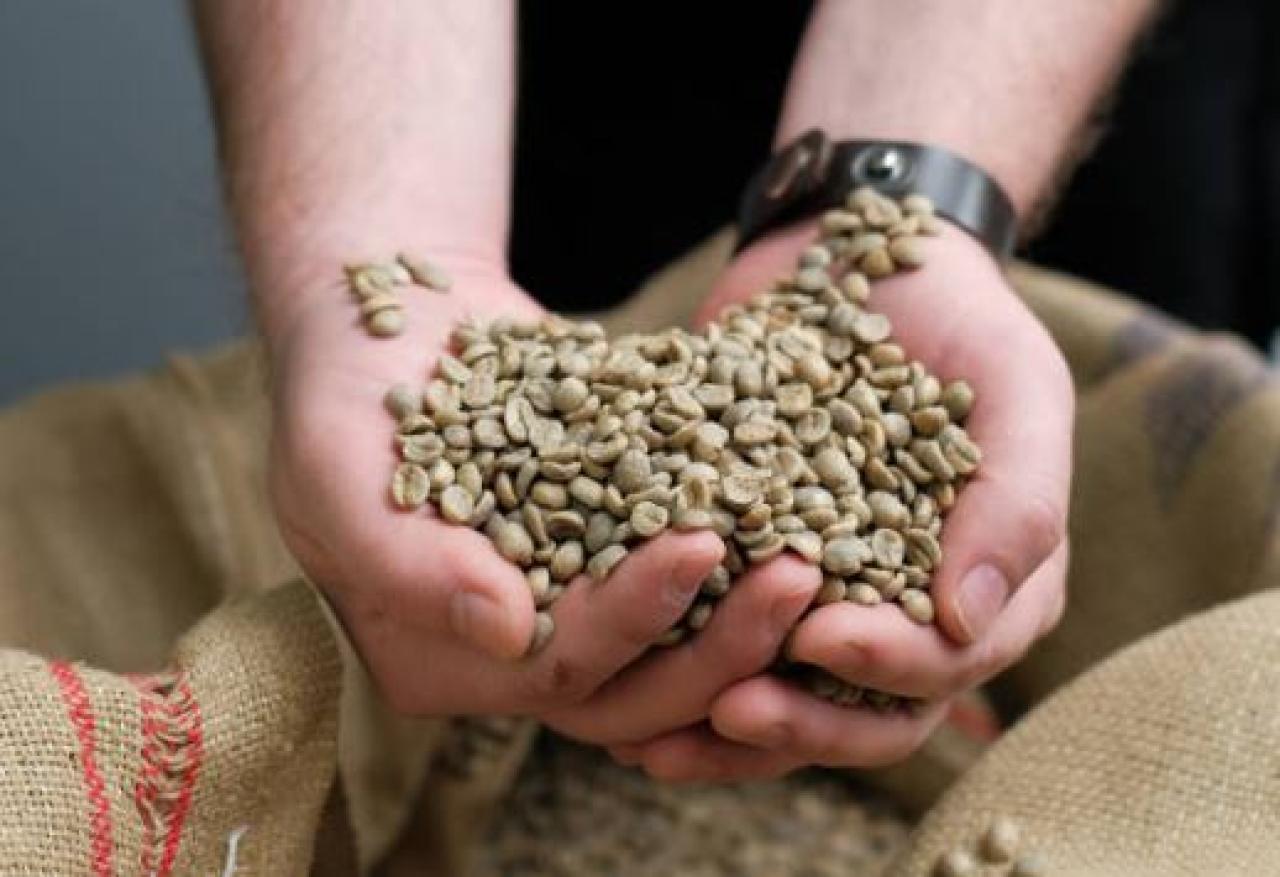 Selecteren van ongebrande  koffiebonen