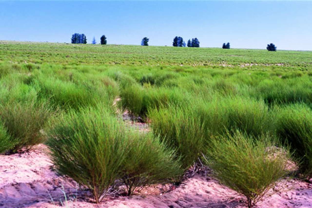 Rooibos plantage