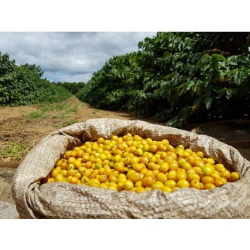 Brasil Yellow Bourbon 1 kg