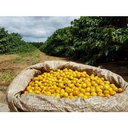 Brasil Yellow Bourbon 1 kg