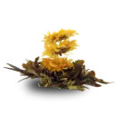 Theebloemen Zonnegloed 60 gram